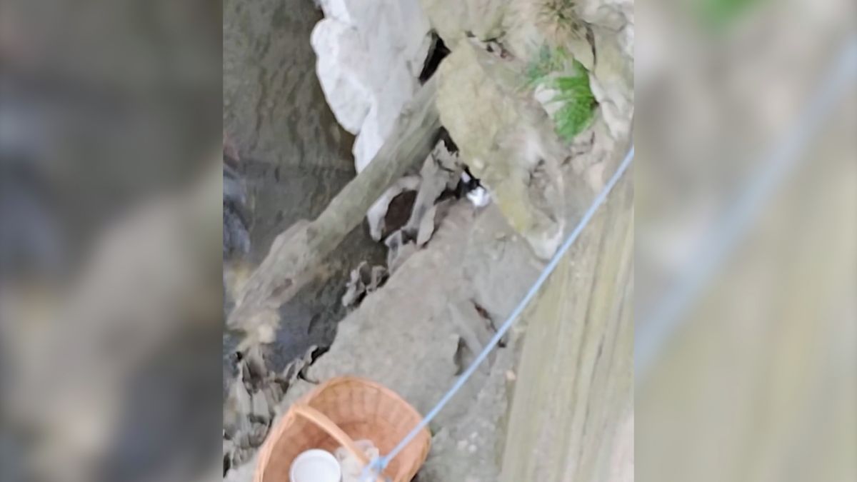 Kočka v nesnázích. V Břeclavi zachraňovali zvíře uvízlé v kamenném břehu Dyje